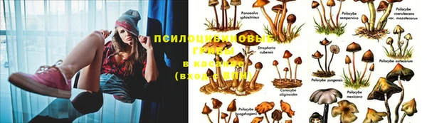 шишки Волоколамск